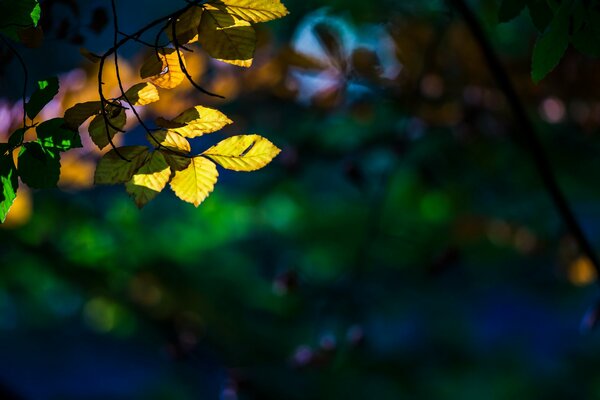 Goldene Blätter von Herbstbäumen. Blau