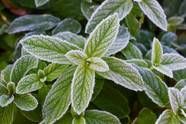 Frische Minze im frostigen Frost