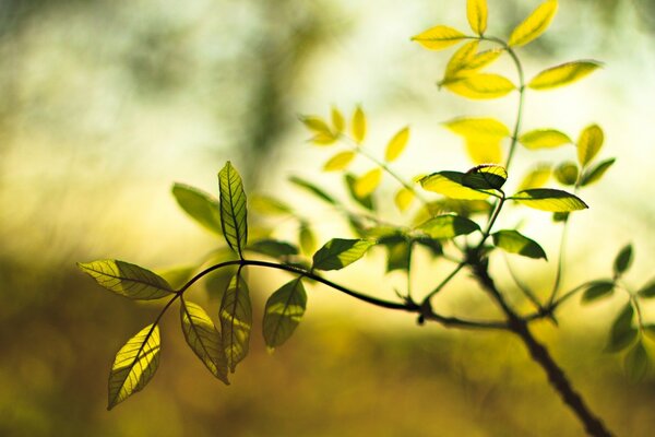 A tree leaf on a blurry background