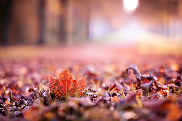 Automne, feuilles mortes sur l herbe