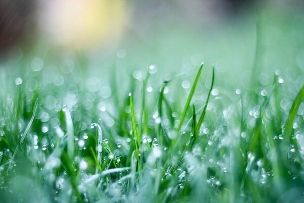 Gotas de rocío sobre hierba verde