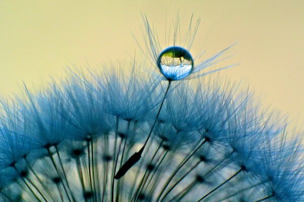 Approximate blue dandelion with a dewdrop