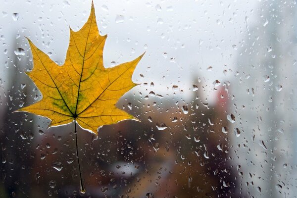 Ein einsames Blatt am regnerischen Fenster