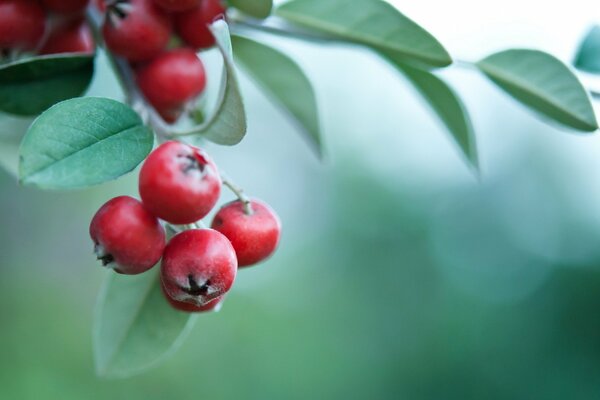 Bacche rosse su sfondo verde