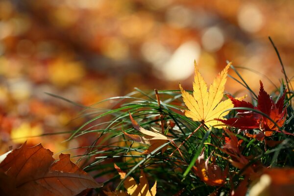 Goldener Herbst, gefallene Blätter auf dem Gras