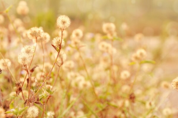 Delicate spring flowers in the meadow