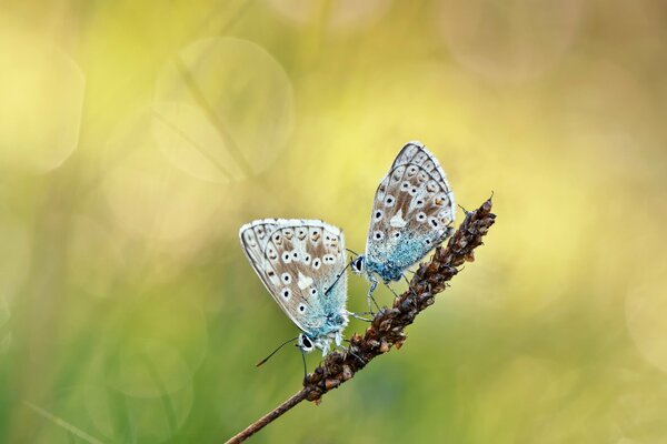 Zwei Schmetterlinge auf einer Ähre im Frühling