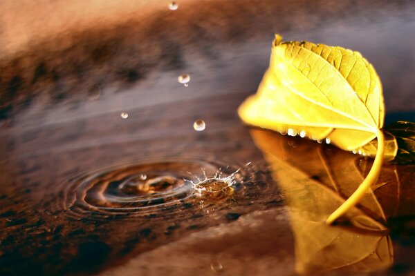 Drops of water and a yellow autumn leaf in a puddle