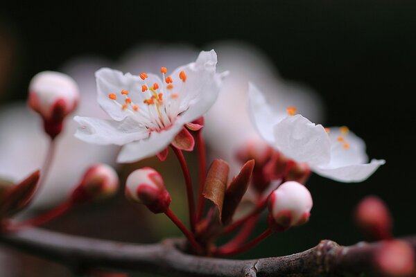 Riprese macro di fiori di ciliegio