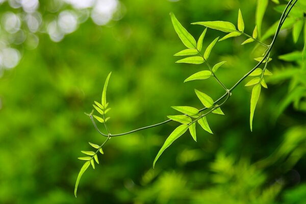 Green leaves on a blurry background