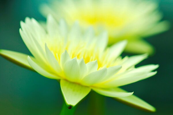 Fleurs jaunes chic sur fond vert