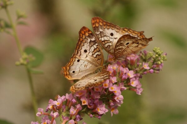 Papillon paon blanc sur fleur rose