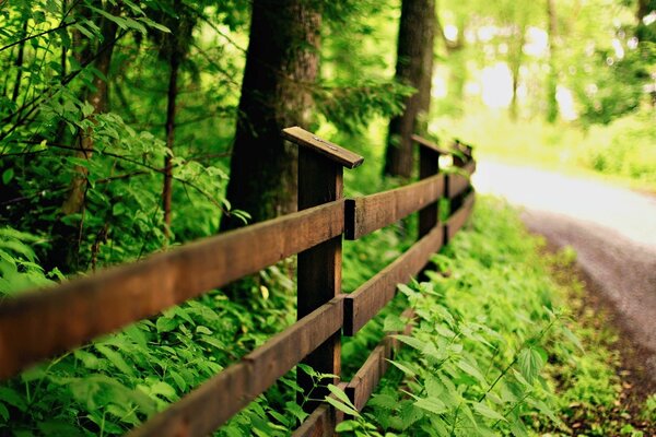 Strada nella foresta. Vuoto e solitudine. kA