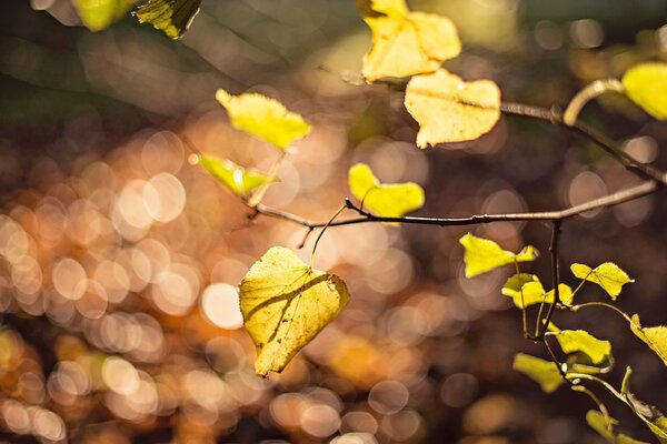 Feuilles jaunes sur les branches