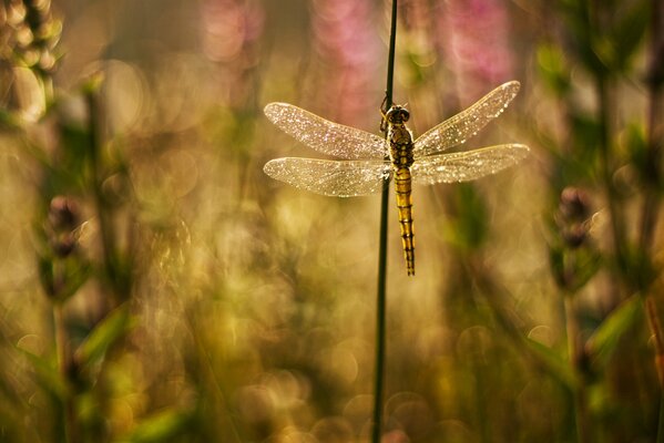 Libelle mit glänzenden Flügeln auf grünem Hintergrund