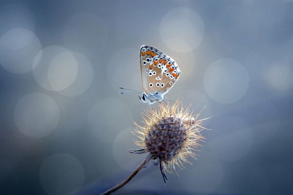 Ein Schmetterling fliegt über Wald und Gras