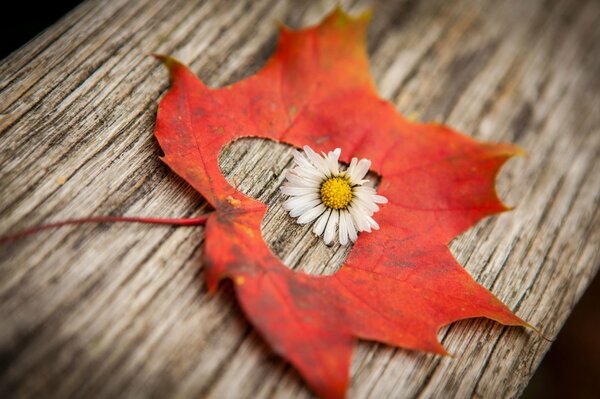 Blume im roten Herzen des Herbstes