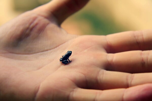 Petite grenouille sur la grande paume