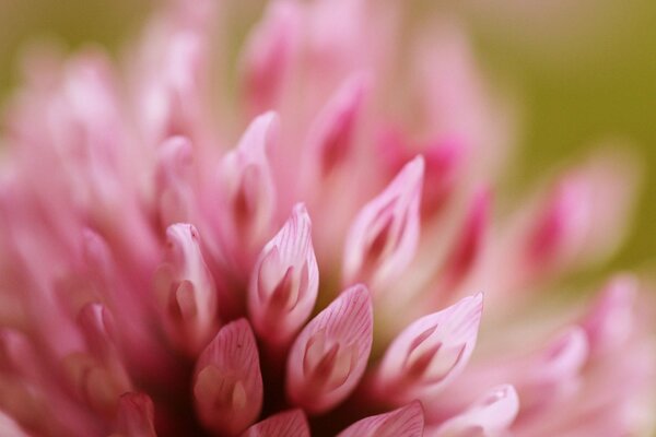 Macro shot of a flower. Pink flower. Pink clover