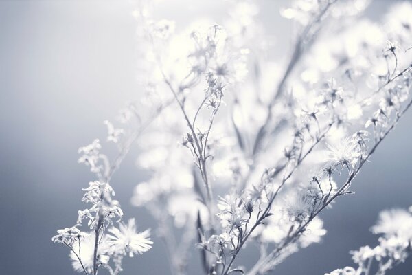 Fluff on the plant illuminated by the sun