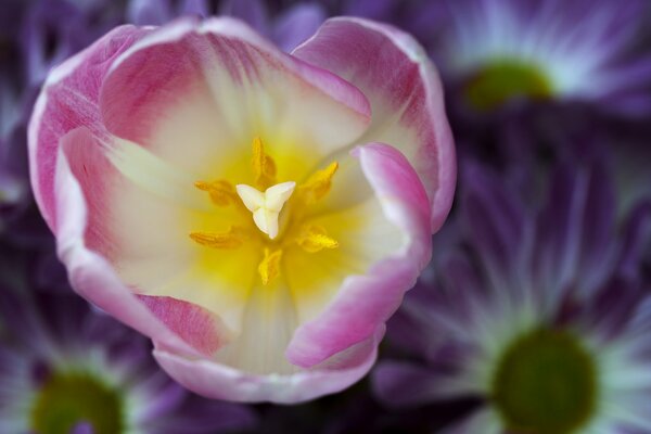 Tulipán con pétalos blancos y rosados