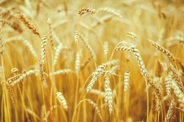 Campo di spighe di grano Macro