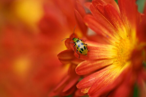 Marienkäfer auf einer verschwommenen roten Blume