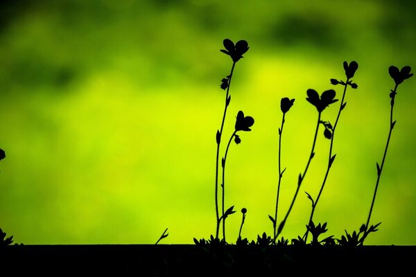 Black shadows of plants on a green background