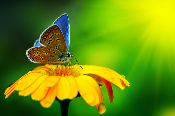 A butterfly landed on a yellow flower