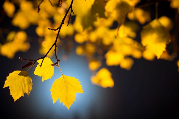 Avec une feuille d automne dans le vent