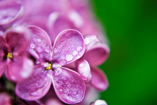 Tautropfen auf einer violetten Blume