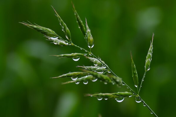 Gotas de rocío en una hoja de hierba verde