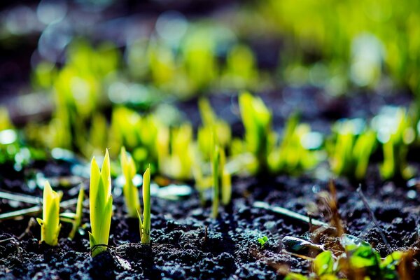 Des pousses vertes sortent du sol