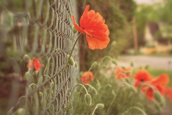 Poppy flowers on the fence net