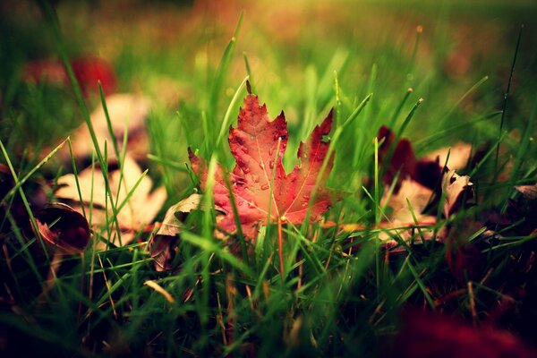 Hojas de otoño en gotas de lluvia sobre hierba verde