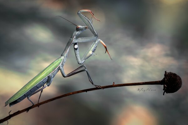 Insect mantis on the stem of a flower