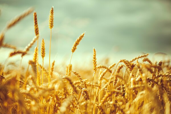 Foto de espigas de centeno en el campo