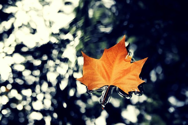 Nature maple autumn leaf