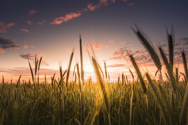 Champ de blé au coucher du soleil