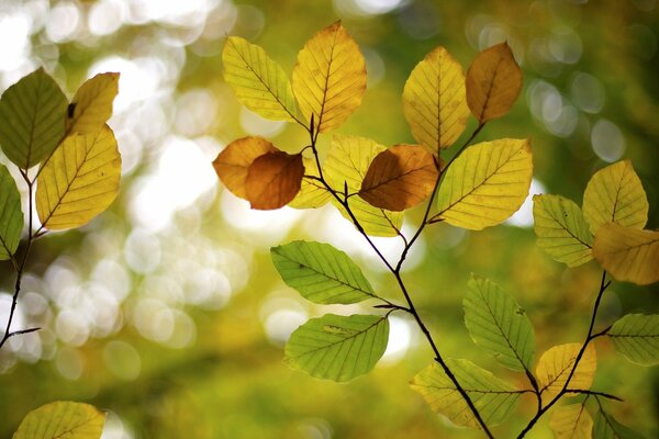 Tree leaves in full-screen view