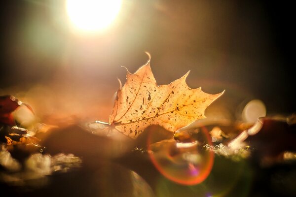 Autumn leaves in the sun