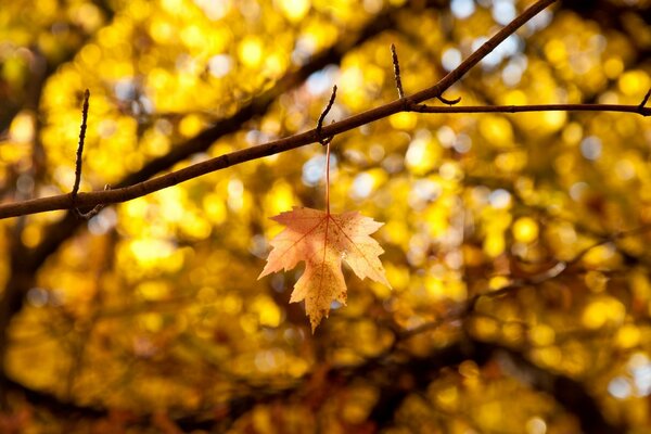 A lonely autumn leaf is hanging