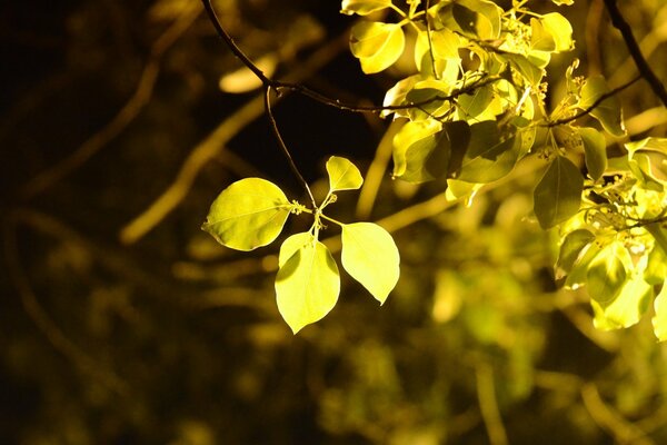 Beautiful autumn foliage sways on the trees