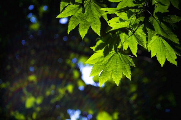 Grandes hojas verdes en el bosque