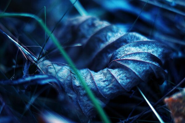 Makrofoto im Gras