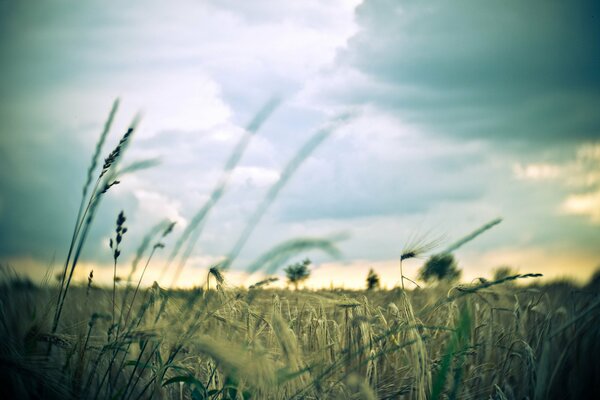 Wheat spikelets in the field