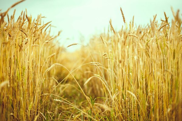 A field with ears of wheat