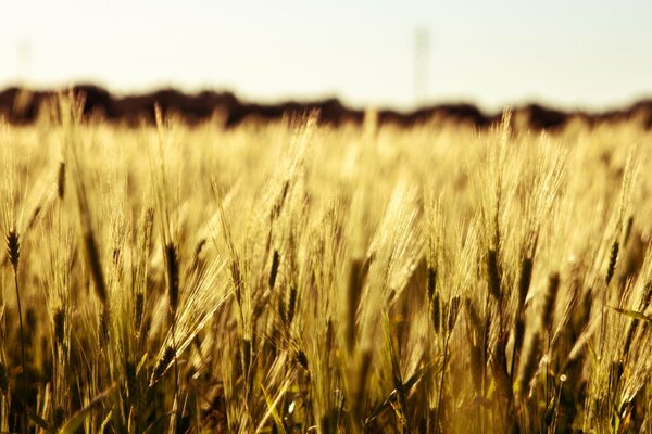 Spighe di grano di un campo infinito