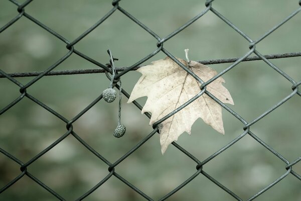 Herbstblatt im Gitterzaun auf grünem Hintergrund