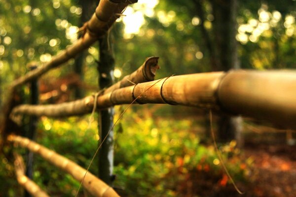 Cerca de madera en fotografía macro